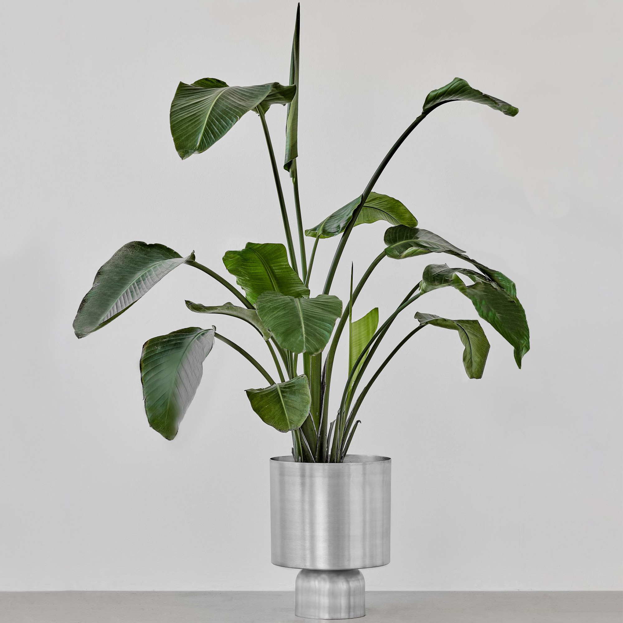 Ada Bold Blumentopf