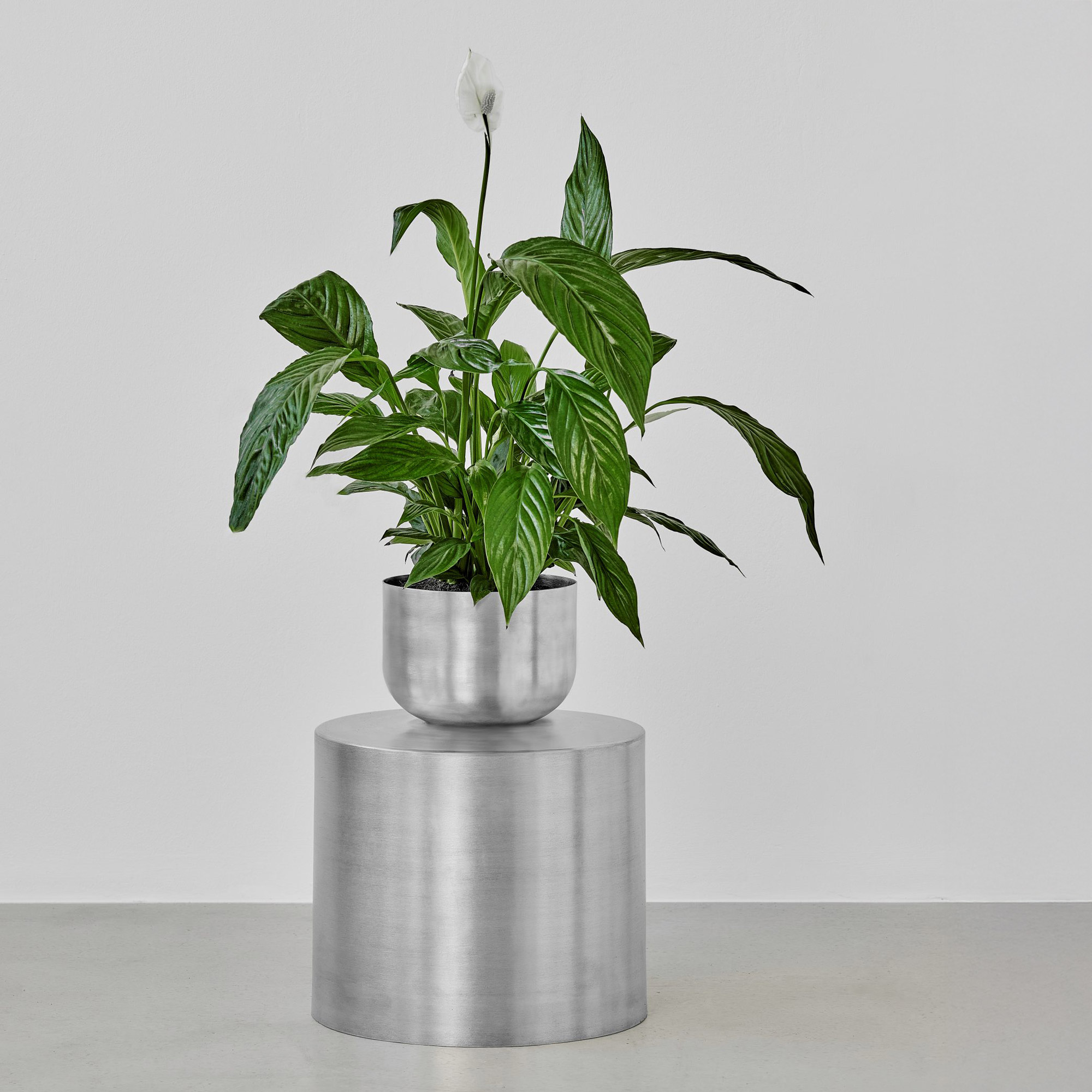 Ada Bold Blumentopf
