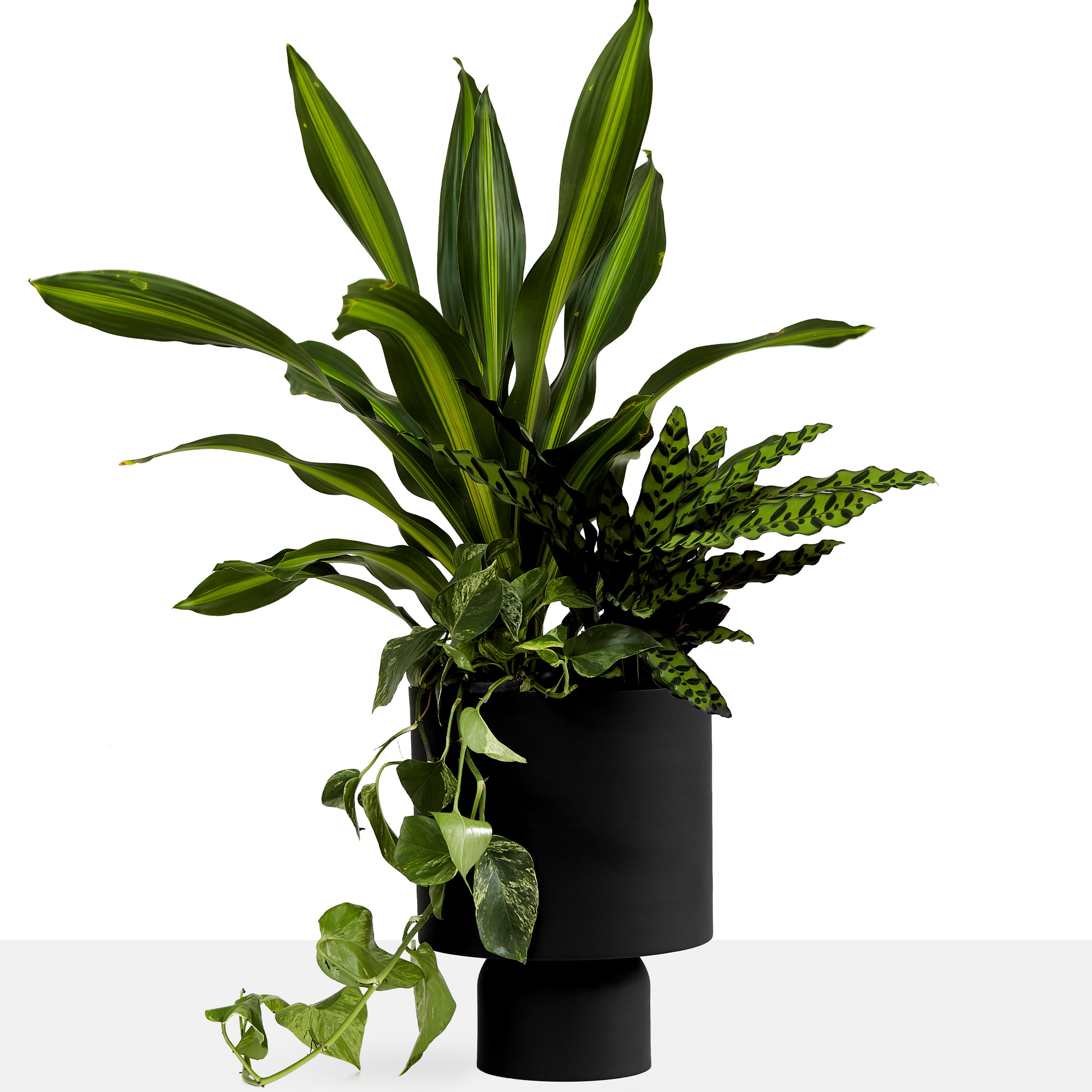 Ada Bold Blumentopf